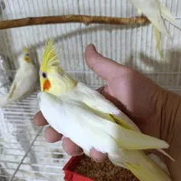 عروس هلندی سرلاک نرمخور دونخور جفت|پرنده|شیراز, شهرک صدا و سیما|دیوار