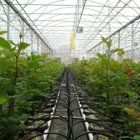 آگهی استخدام کارگر گلخانه و نگهداری حیوانات