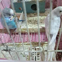 مرغ عشق|پرنده|چمران, |دیوار