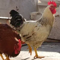 خروس|حیوانات مزرعه|نسیمشهر, |دیوار