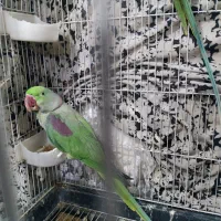 فروش دو عدد شاه طوطی نر کینگ سایز|پرنده|ری, جوانمرد قصاب|دیوار