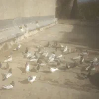 آگهی دسته کفتربهبهانی|پرنده|شیراز, محمدیه|دیوار