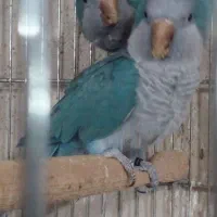 راهب نر
