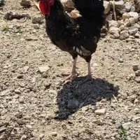 خروس معاوظه  با مرغ
