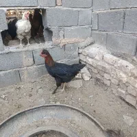 خروس