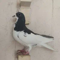 راست سیاه نر گل دار شقه،