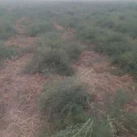 خارشتر خالص درجه یک