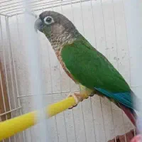 گرینچیک جفت ردفکتوریلوسایدبا۴عددجوجه تپل|پرنده|مشهد, ویلاشهر|دیوار