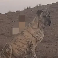 سگ ماده همراه با یک عدد توله ماده