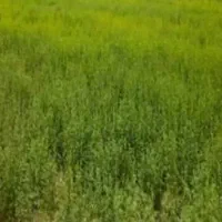 اجاره زمین برای بلوک زنی، گلخانه، سفره خانه، تنیس