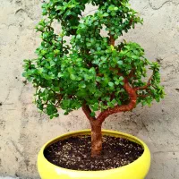 گل،درختچه ی بنسای خرفه ای