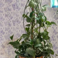 گل پتوس بزرگ