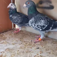 کبوترشهرستانی سبز مسافتی کربلایی کله دم