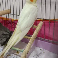 عروس هلندی