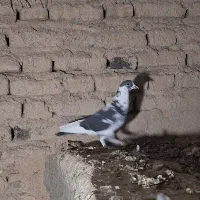 کبوتر کرمانی