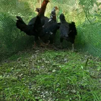 مرغ دورگ لاری دم تخم|حیوانات مزرعه|تنکابن, |دیوار