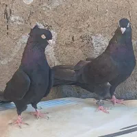 کبوتر زاغ اصل|پرنده|سامان, |دیوار