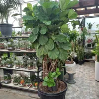 گیاه لیراتا تنه بافت