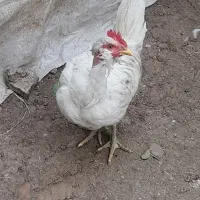 مرغ وخروس نیمچه