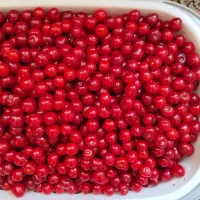 آلبالو پاک شده