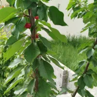 گیلاس صادراتی عمده ای سر باغ