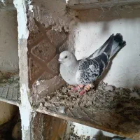 شامی نر پلکدار