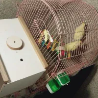 طوطی بریلی|پرنده|نقده, |دیوار