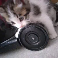 بچه گربه