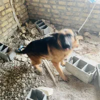 فروشی بدلیل نداشتن مکان برا نگهداری|سگ|فیروزآباد (فارس), |دیوار