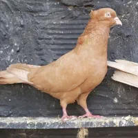 کفتر|پرنده|چهاردانگه (تهران), |دیوار