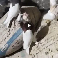 کبوتر کفتر طوقی