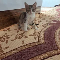 واگذاری گربه های نر و ماده|گربه|تبریز, |دیوار