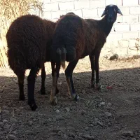 دوراس گوسفند شیشک آبستن سنو شده