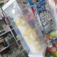 کله قند عروس