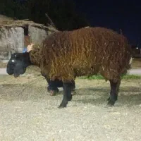 شیشک قوچ همو هترو