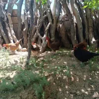مرغ جوان گوشتی