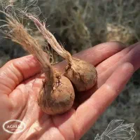 فروش پیاز زعفران.مناسب کاشت و تکثیر