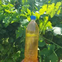 آبغوره طبیعی|خوردنی و آشامیدنی|تهران, عباسی|دیوار