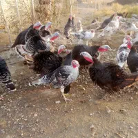 بوقلمون نر و ماده|حیوانات مزرعه|دیواندره, |دیوار