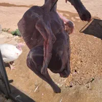 بوقلمون گوشتی ارگانیک