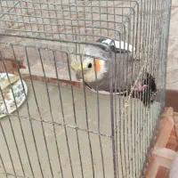 عروس هلندی نر ماده