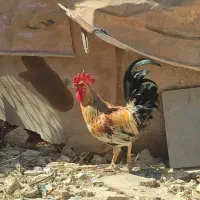 خروس سرحال جوان یک سالش جوجه گیری خودمه معاوض