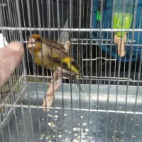 سره قناری دهن لرمست بخون|پرنده|تهران, صادقیه|دیوار