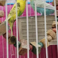 جفت مرغ عشق