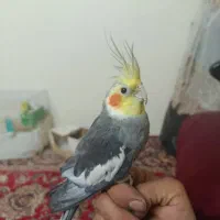 عروس هلندی