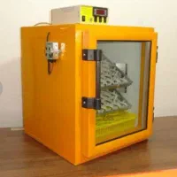 کبوتر مسافتی رودان