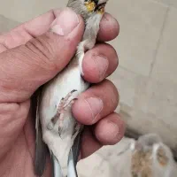 سهره دورگ کرمونی|پرنده|ری, شهید غیوری (ابن باویه)|دیوار