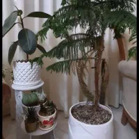 صندلی راک بهمراه گلدانهای طبیعی|صندلی و نیمکت|مشهد, جانباز|دیوار