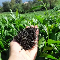 چای دستچین ارگانیک(بالابند)از قلب کوهستان شمال