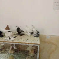 کبوتر|پرنده|باسمنج, |دیوار